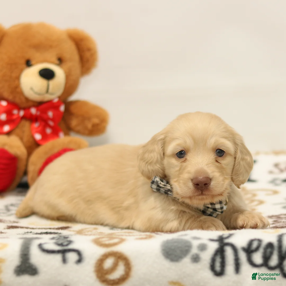 Miniature Dachshund dogs for sale: Bruno  - Ad 2