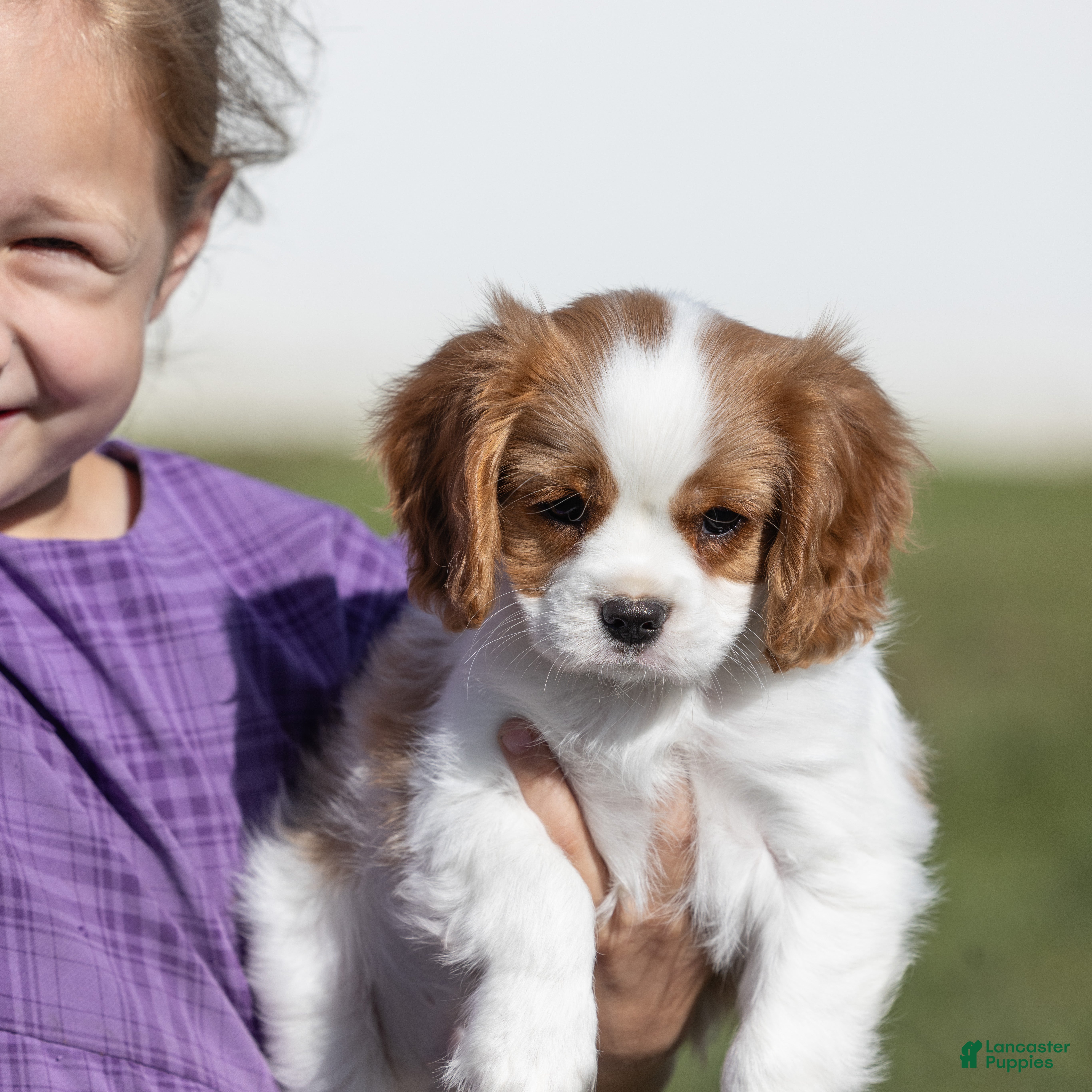 Cavalier King Charles Spaniel dogs Cheers - Ad 1