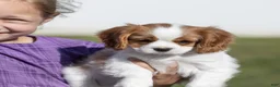 Cavalier King Charles Spaniel dogs for sale: Cheers - Ad 1
