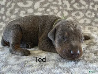 Doberman Pinscher dogs Doberman Pinscher Puppy 2 - Ad 13