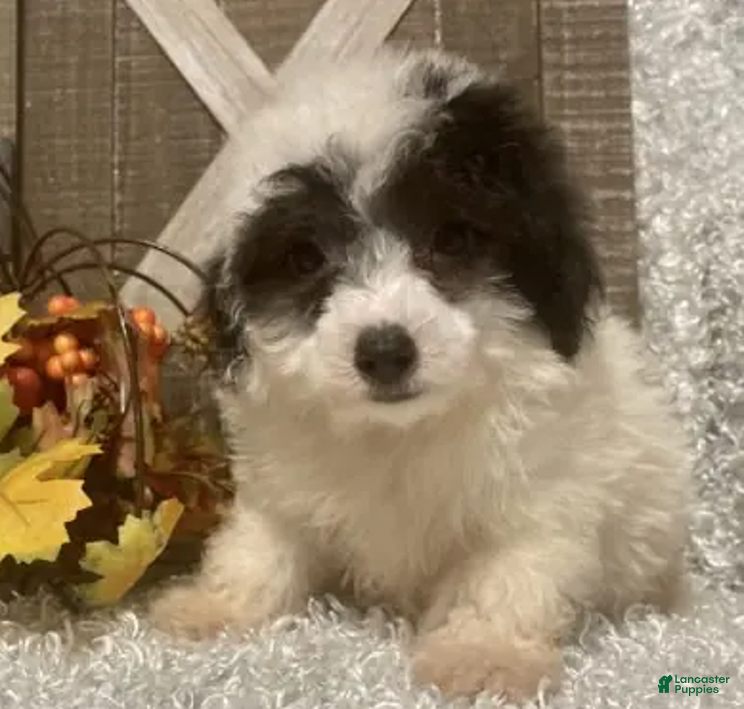 Toy Poodle dogs for sale: Cookie - Ad 3