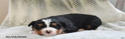 Bernese Mountain Dog dogs for sale: Pepper - Ad 3