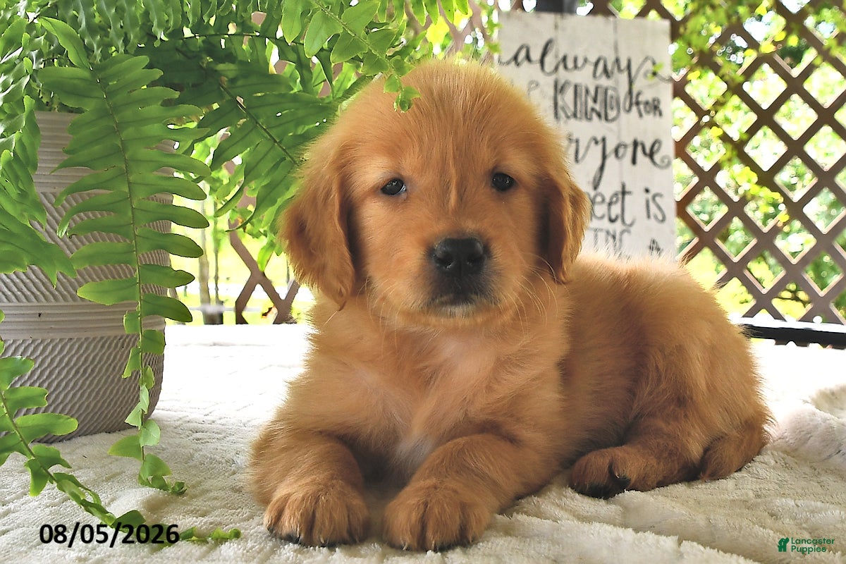 Golden Retriever dogs Dreamy - Ad 1