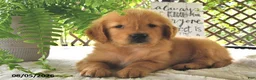 Golden Retriever dogs for sale: Dreamy - Ad 1