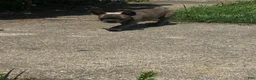 French Bulldog dogs for sale: Nina - Ad 9