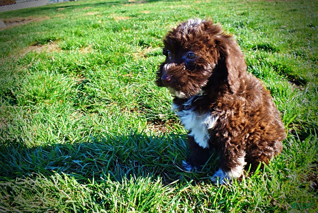 Havapoo dogs for sale: Sunny - Ad 14