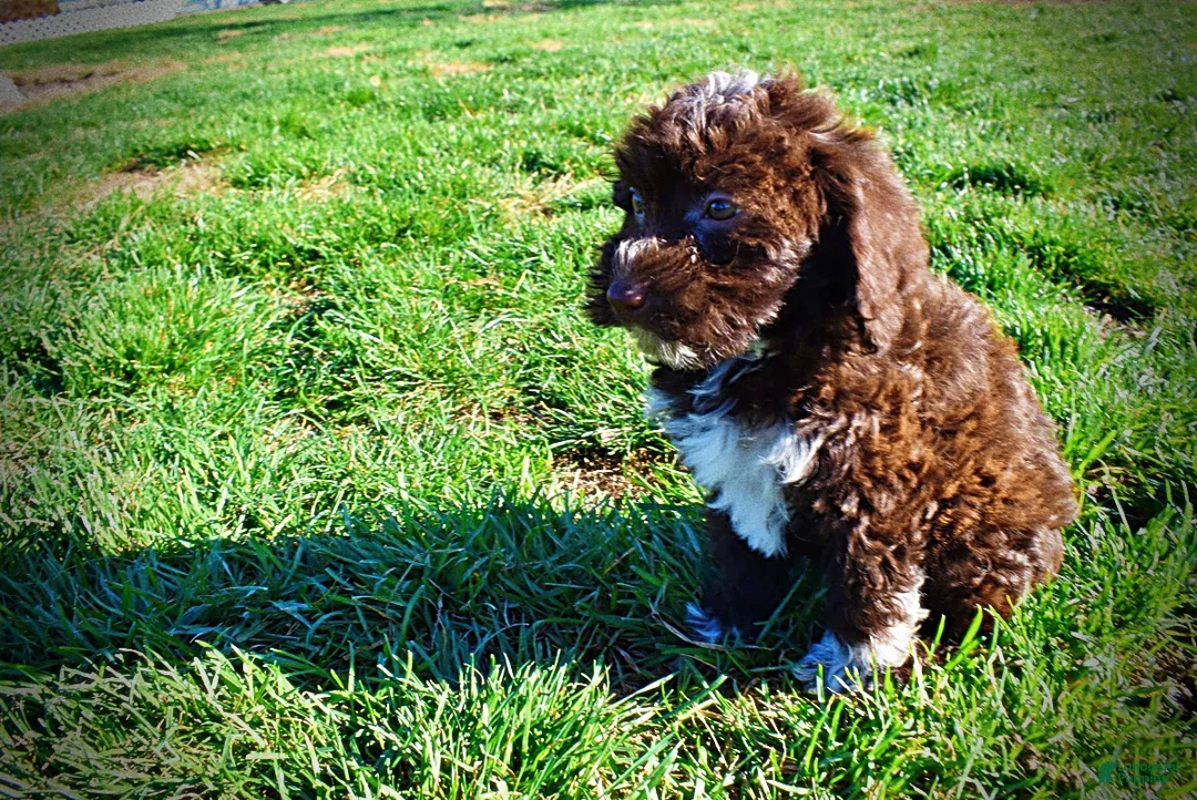 Havapoo dogs for sale: Sunny - Ad 14