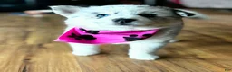 Pomsky dogs for sale: Dolly - Ad 1