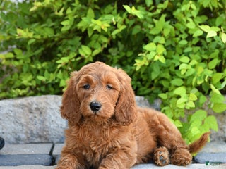 Goldendoodle dogs - Ad 26