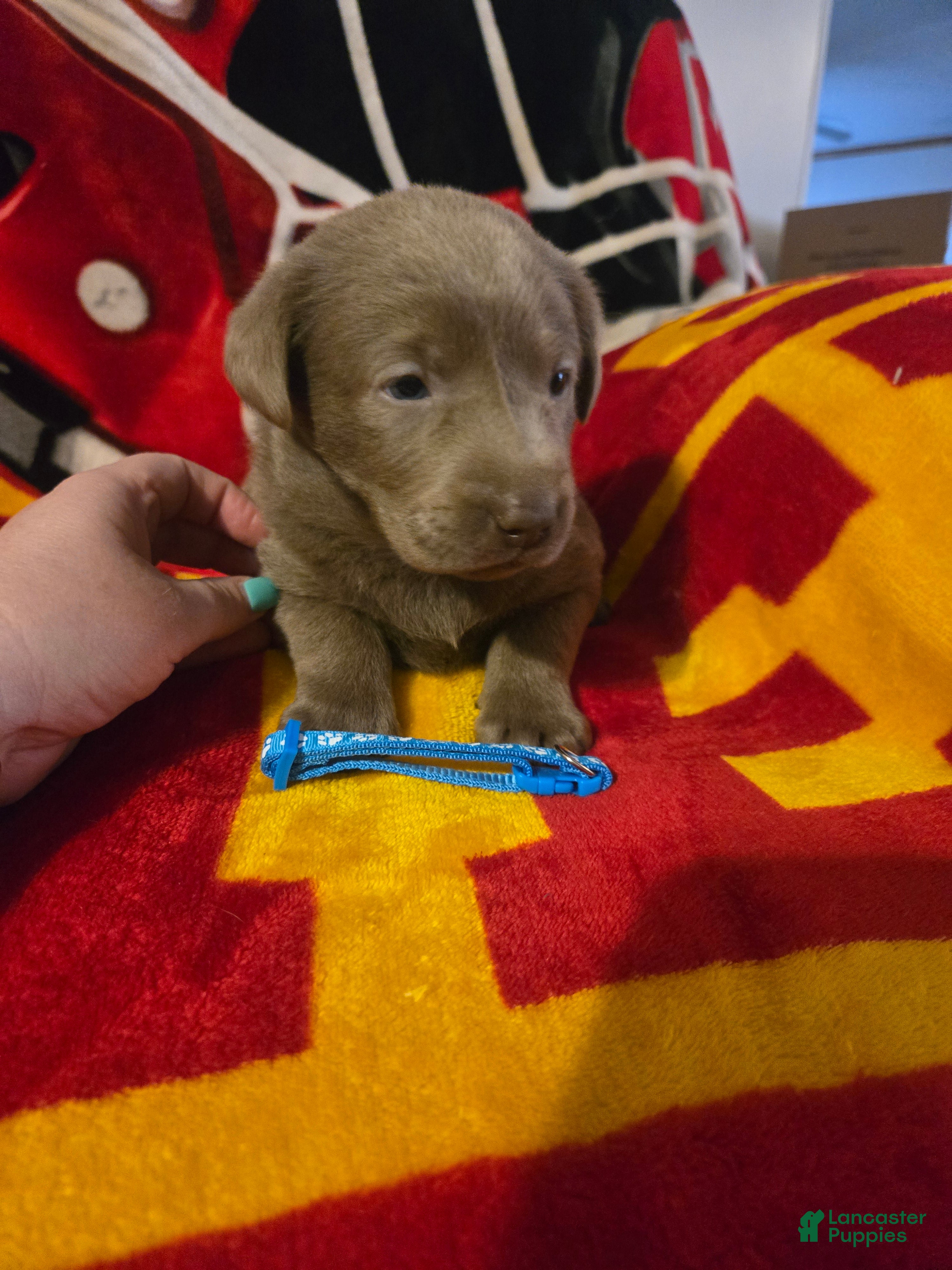 Labrador Retriever dogs Labrador Retriever Puppy 5 - Ad 1