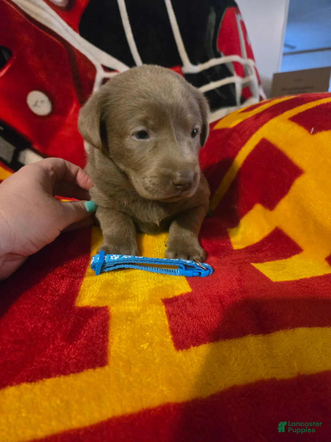 Labrador Retriever dogs for sale: Labrador Retriever Puppy 5 - Ad 1