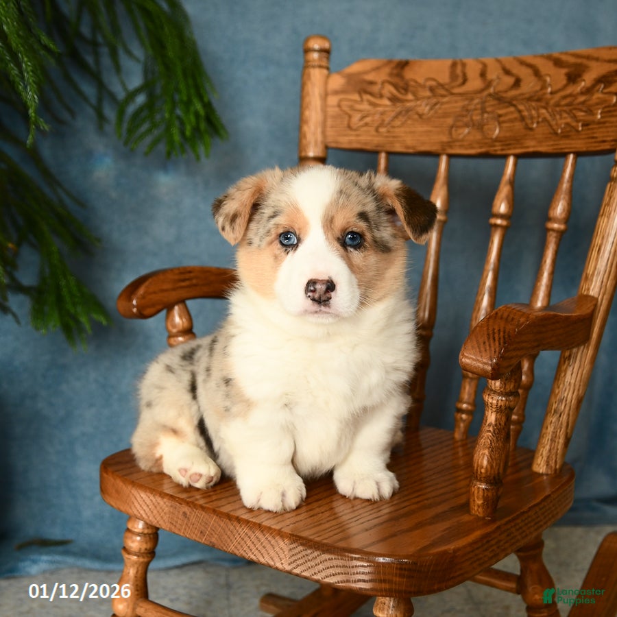 Welsh Corgi Pembroke dogs Jasper - Ad 22