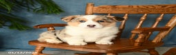 Welsh Corgi Pembroke dogs for sale: Jasper - Ad 1