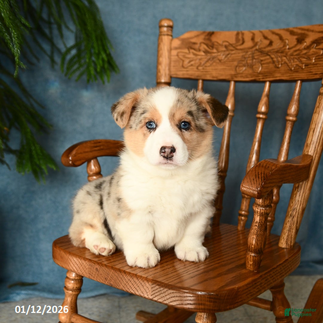 Welsh Corgi Pembroke dogs for sale: Jasper - Ad 1