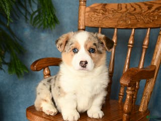 Welsh Corgi Pembroke dogs for sale: Jasper - Ad 2