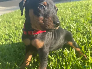 Miniature Pinscher dogs Levi - Ad 21