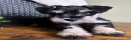 Miniature Schnauzer dogs for sale: Duke - Ad 11