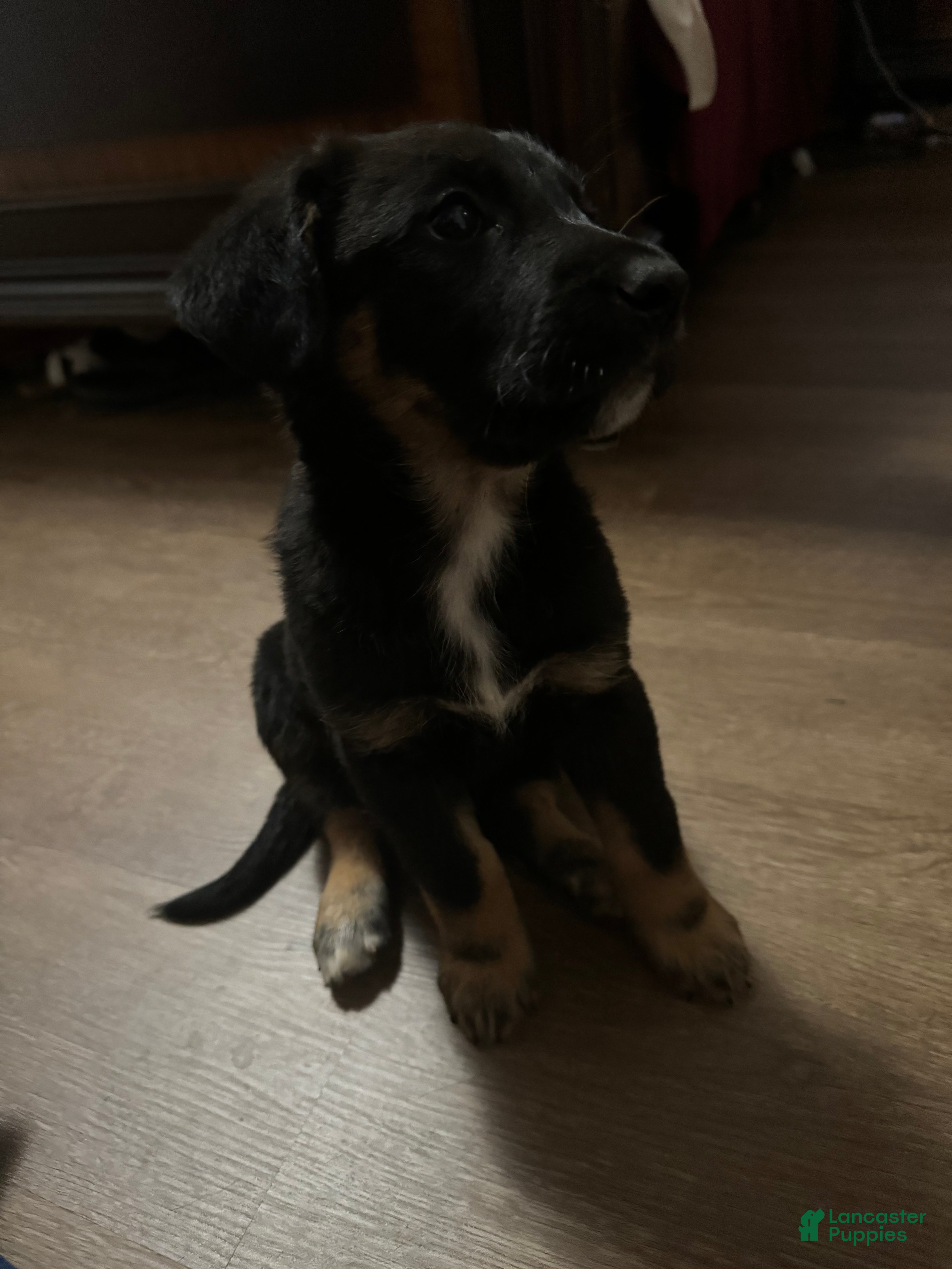Mixed Breed dogs Mixed Breed Puppy 7 - Ad 39