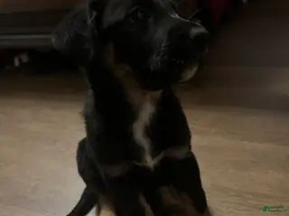 Mixed Breed dogs Mixed Breed Puppy 7 - Ad 39