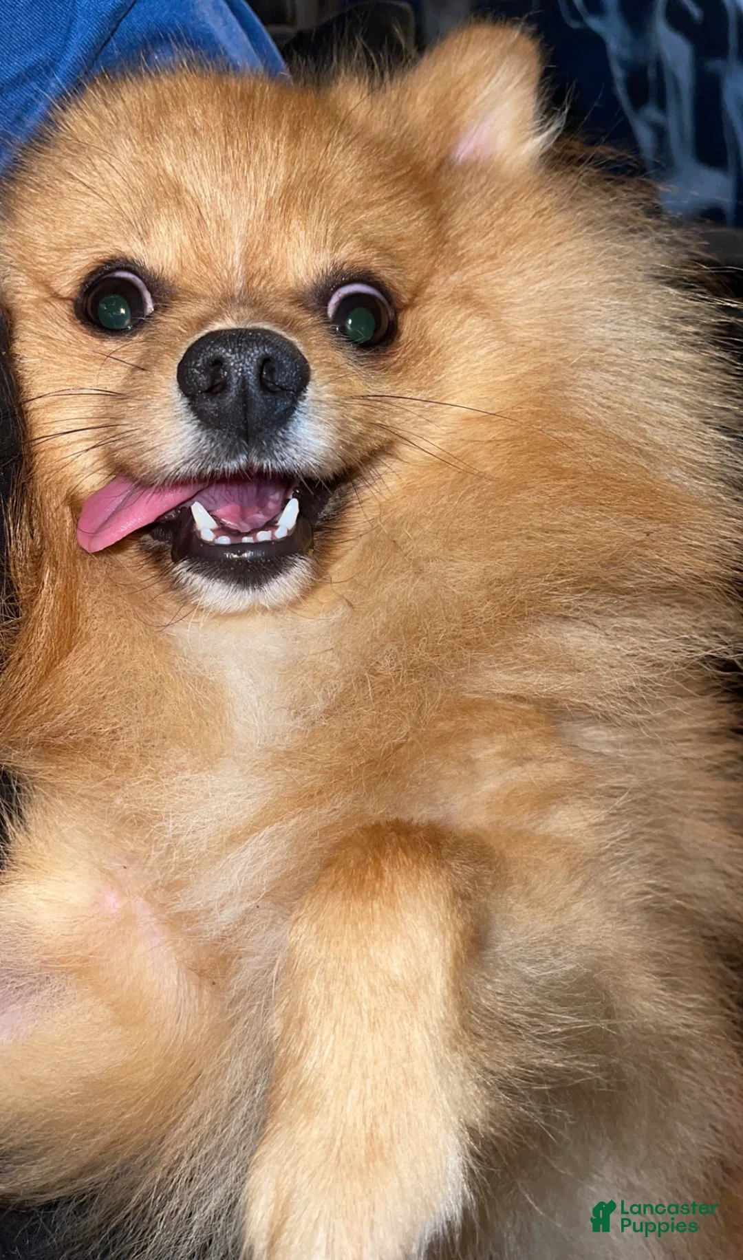 Pomeranian dogs for sale: Pomeranian Puppy 1 - Ad 2