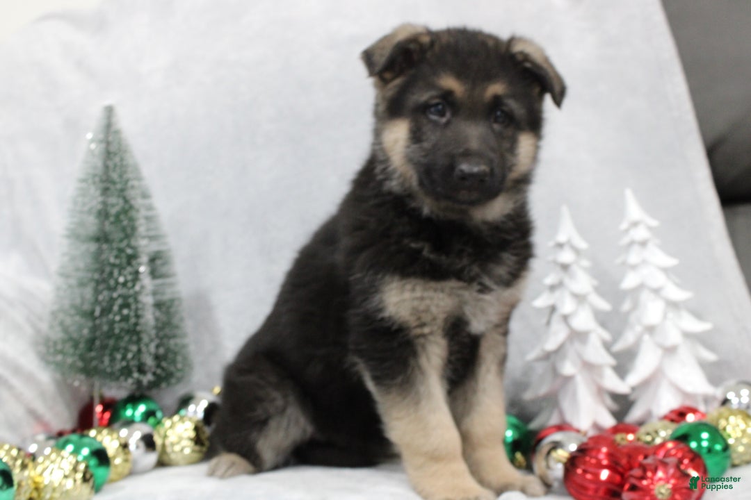 German Shepherd dogs for sale: Aspen - Ad 5