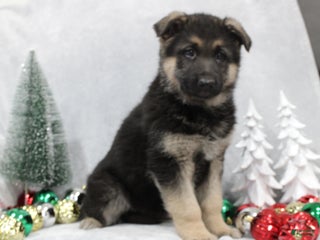 German Shepherd dogs Aspen - Ad 20