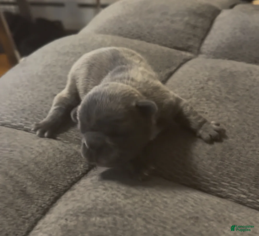 French Bulldog dogs for sale: French Bulldog Puppy 2 - Ad 2