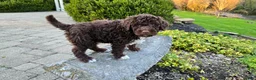 Portuguese Water Dog dogs for sale: Fritz - Ad 12
