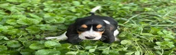 Basset Hound dogs for sale: Daisy  - Ad 9