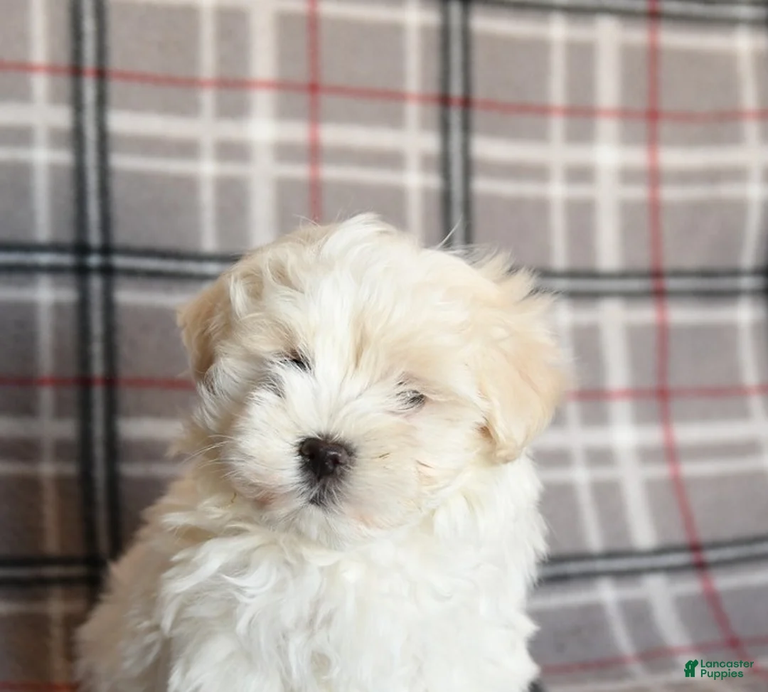 Maltese dogs for sale: Riley - Ad 5