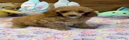 Toy Poodle dogs for sale: Finn - Ad 2