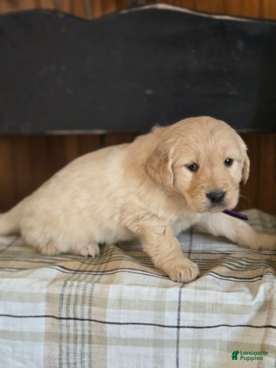 Goldador dogs for sale: Sonya  - Ad 2