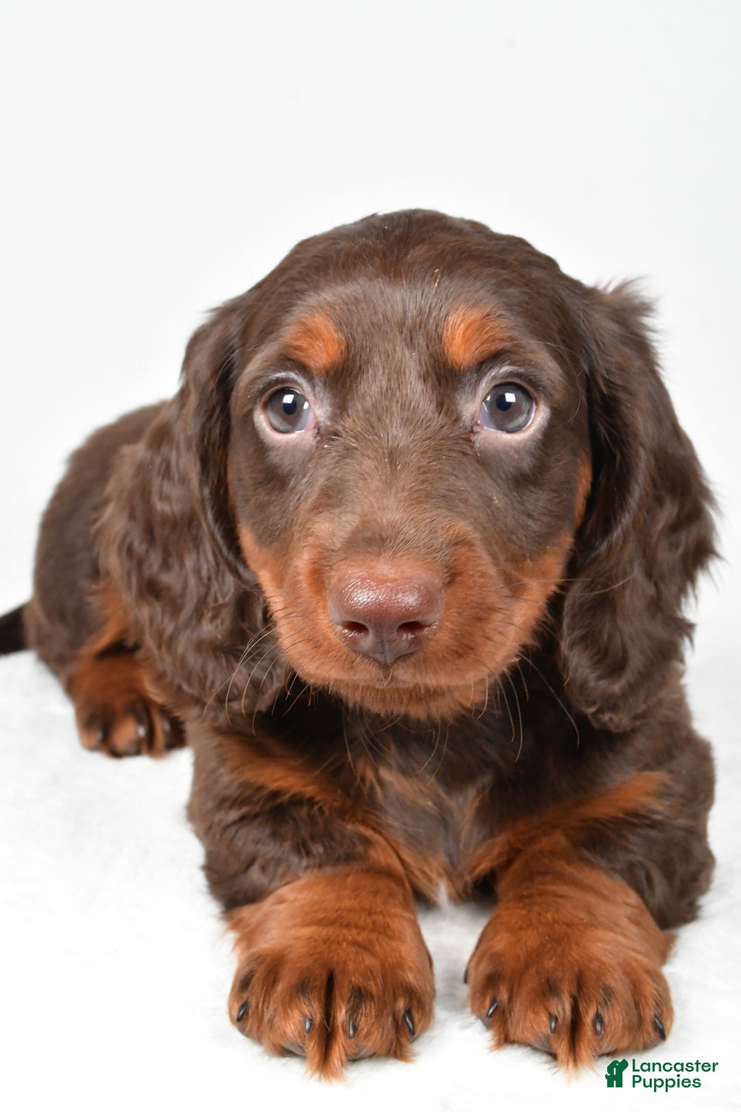 Miniature Dachshund dogs for sale: Alex - Ad 3
