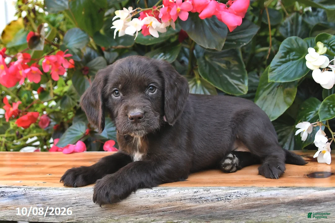 Cocker Spaniel dogs for sale: Emily - Ad 3