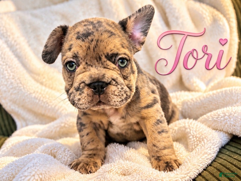 French Bulldog dogs Tori  - Ad 20