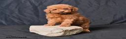 Toy Poodle dogs for sale: Zane - Ad 3