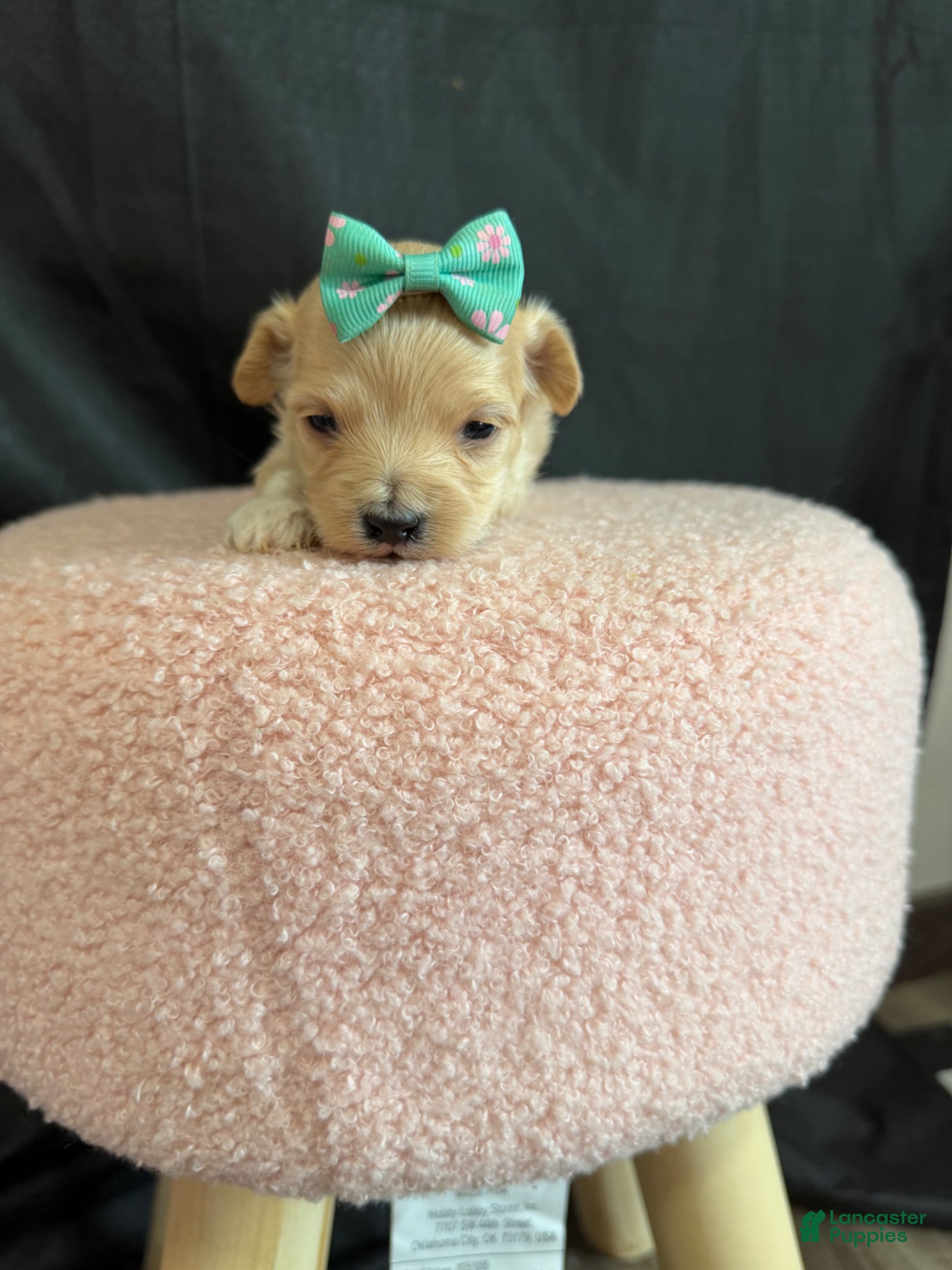 Maltipoo dogs for sale: Maltipoo! Turquoise Bow! - Ad 7
