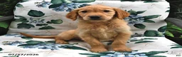 Golden Retriever dogs for sale: Alex - Ad 1