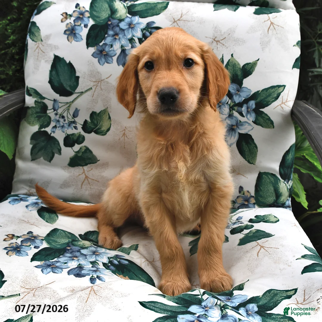 Golden Retriever dogs for sale: Alex - Ad 1