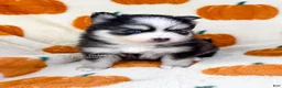 Pomsky dogs for sale: Boone - Ad 2