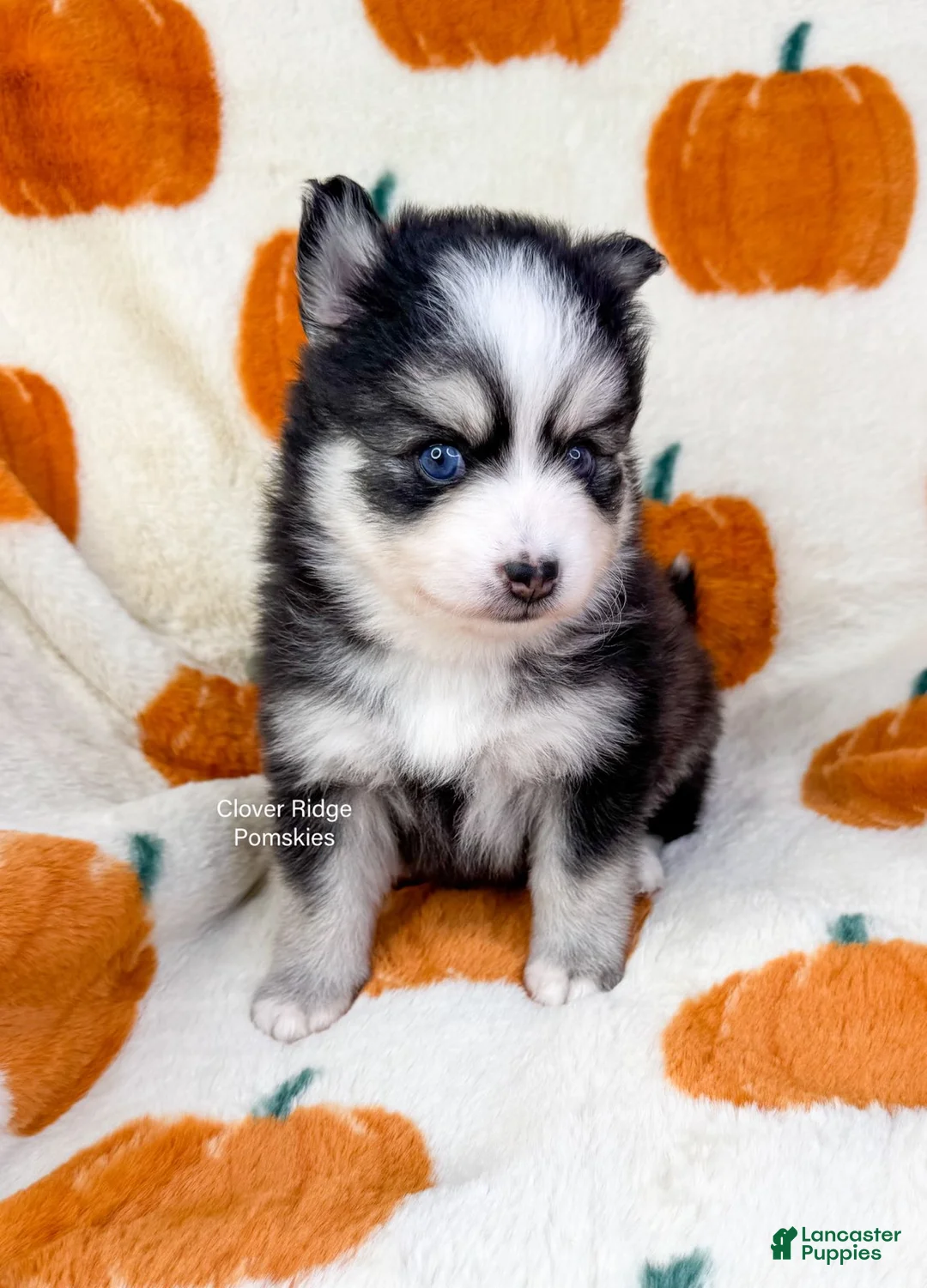 Pomsky dogs for sale: Boone - Ad 2