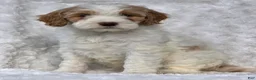 Mini Goldendoodle dogs for sale: Bryce - Ad 6