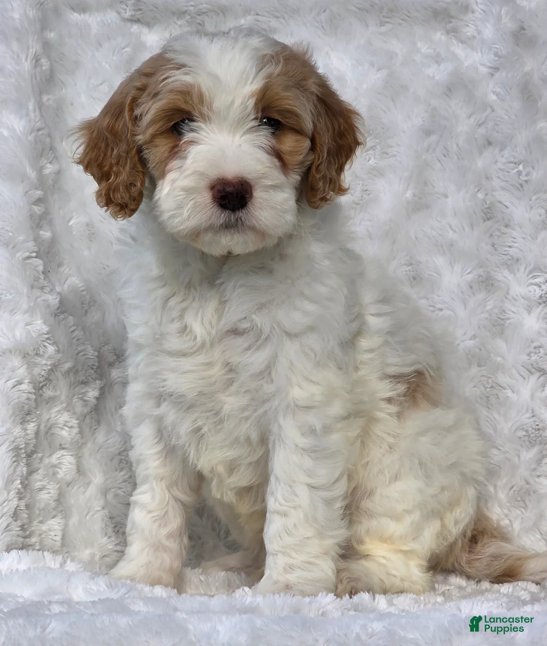 Mini Goldendoodle dogs for sale: Bryce - Ad 6