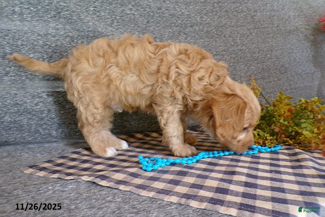 Cavapoo dogs for sale: Poncho - Ad 2