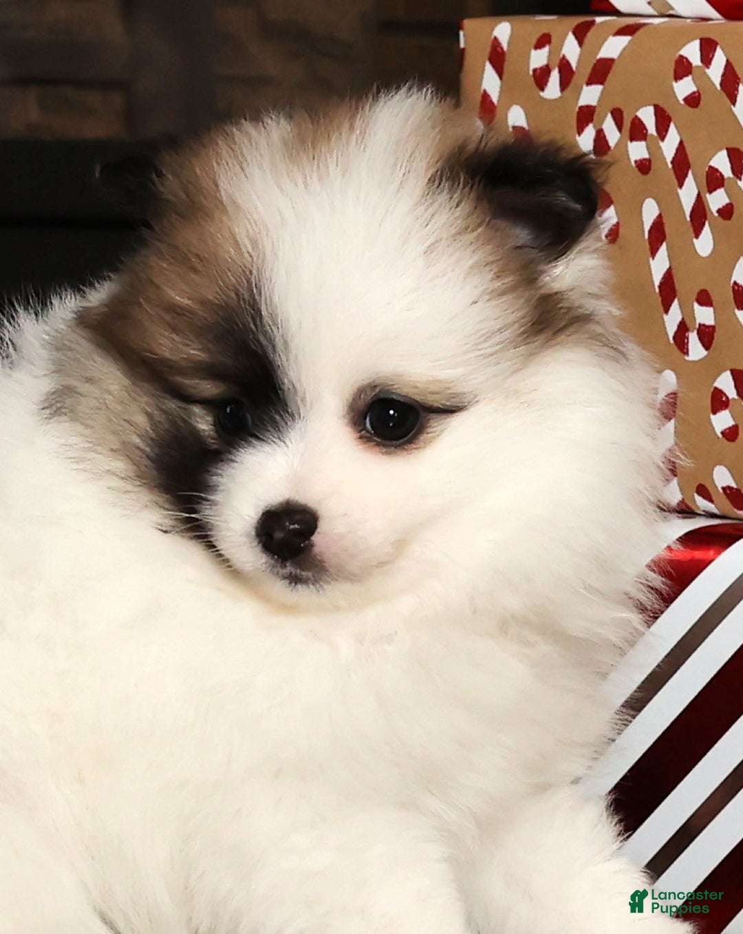 Pomeranian dogs for sale: Stacy - Ad 9