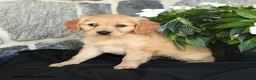 Miniature Golden Retriever dogs for sale: Winnie - Ad 3