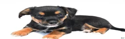 Mixed Breed dogs for sale: Keith - Ad 6