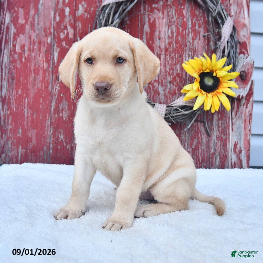 Labrador Retriever dogs Hillary - Ad 1