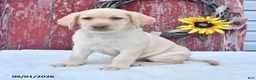 Labrador Retriever dogs for sale: Hillary - Ad 1