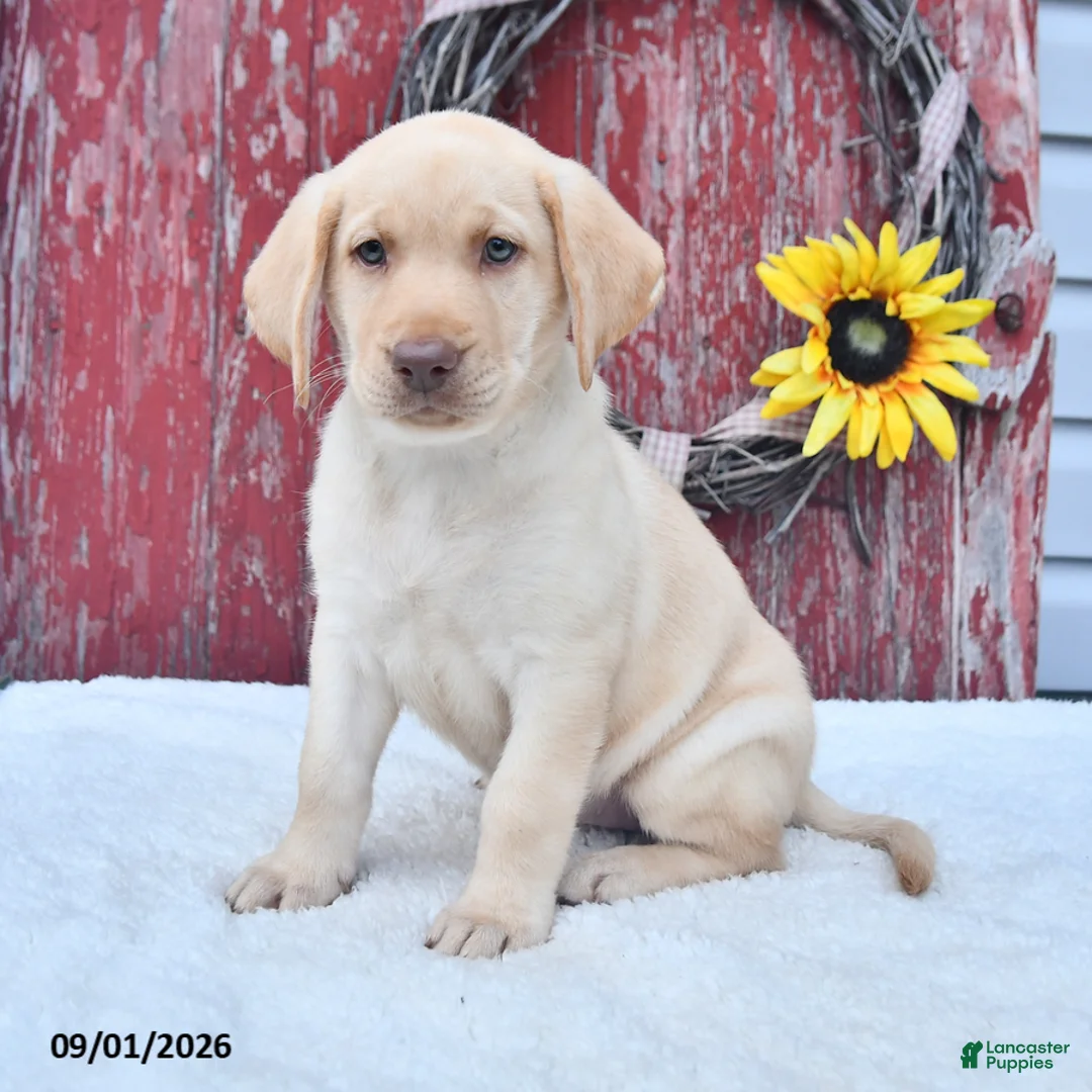 Labrador Retriever dogs for sale: Hillary - Ad 1